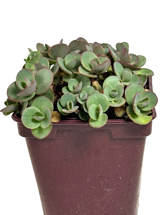 Sedum 'Lime Zinger' - Perennials