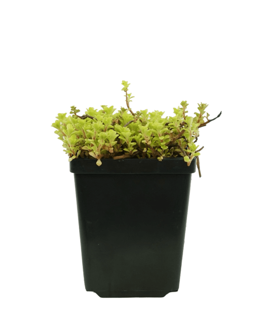 Sedum makinoi 'Ogon' - The Garden Corner