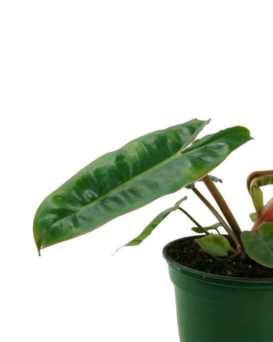 Philodendron billietiae