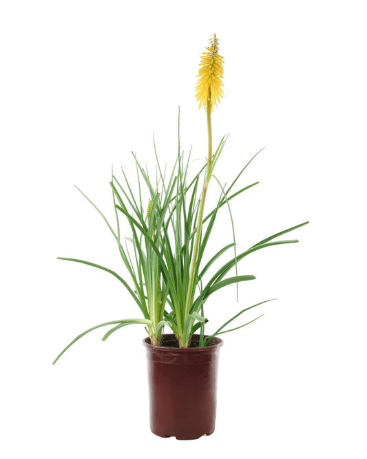 Kniphofia 'Gladness' - The Garden Corner