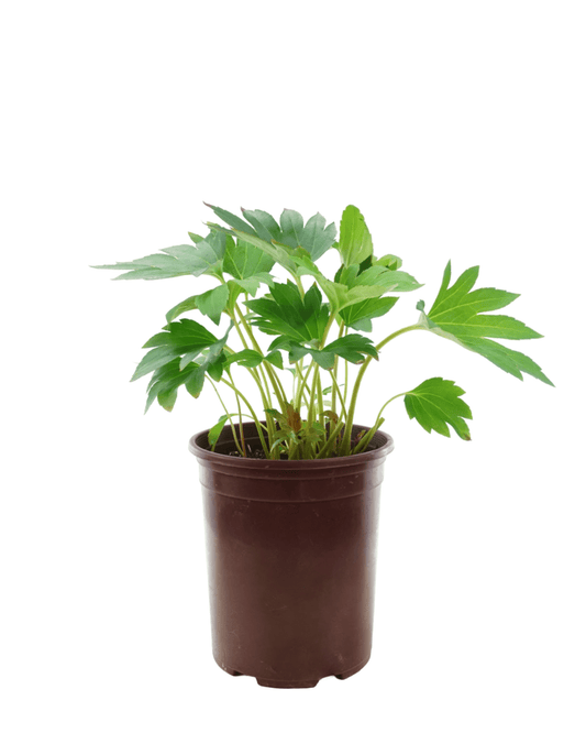 Mukdenia rossii 'Karasuba' - The Garden Corner