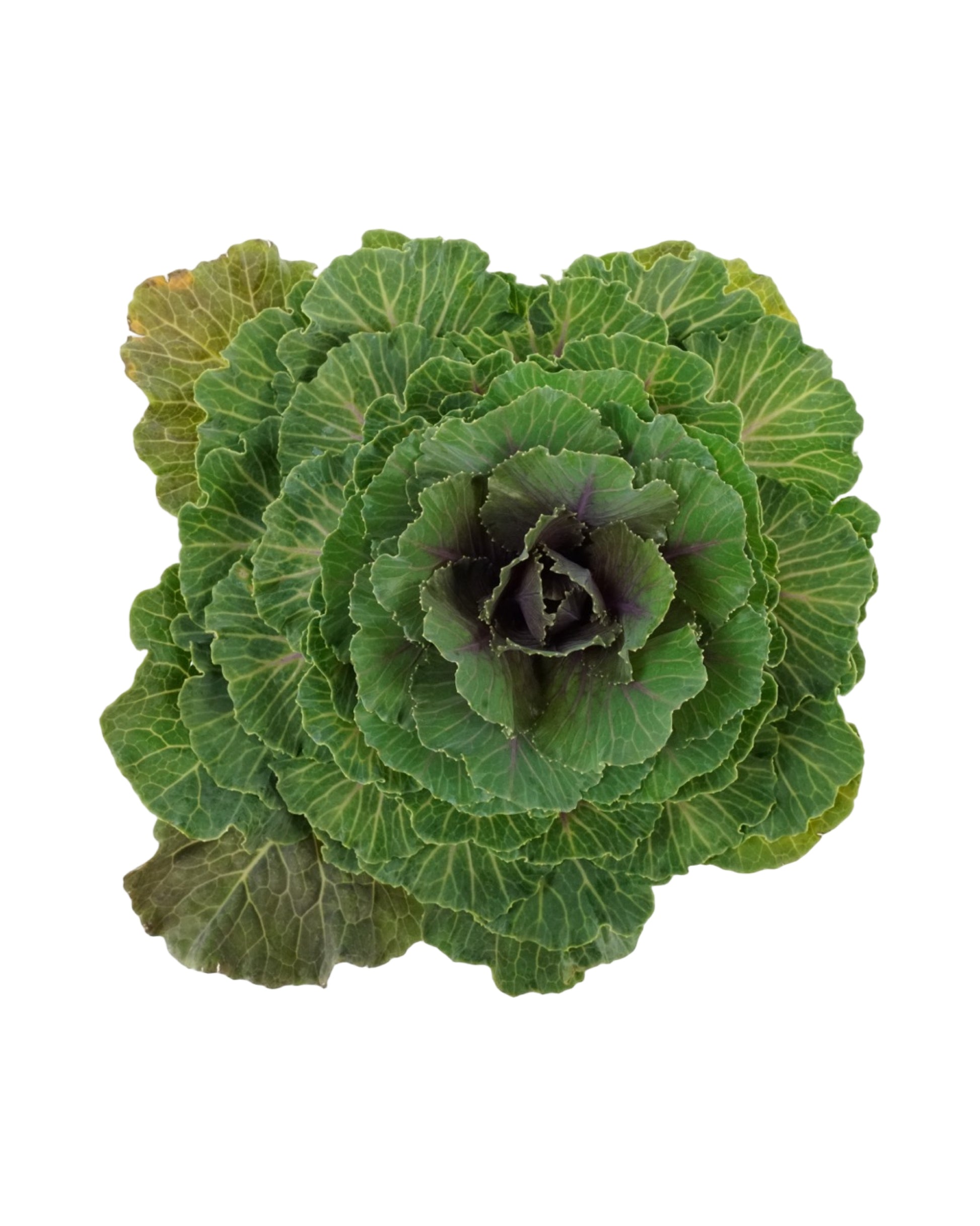 Cabbage 'Pigeon Red' - Seasonal Plant