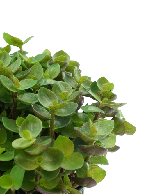 Callisia repens  4 inch