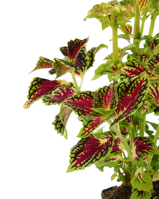 Coleus 'La Rambla' 4 Inch - Annuals