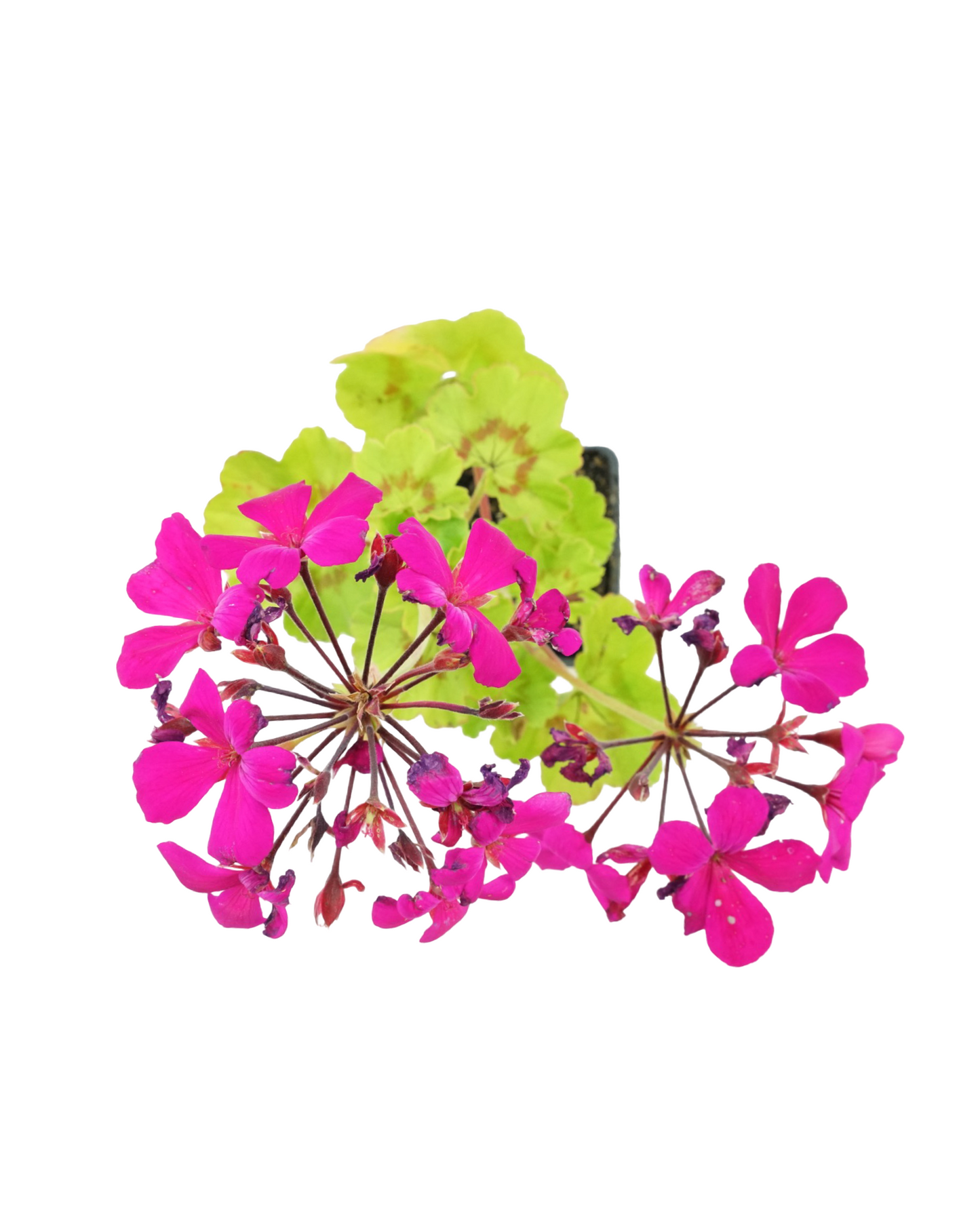 Geranium Zonal 'Caliente Lavender' - Annuals