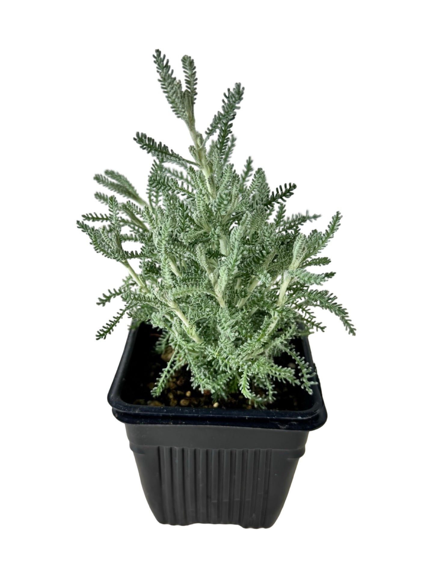 Santolina chamaecyparissus - Shrubs