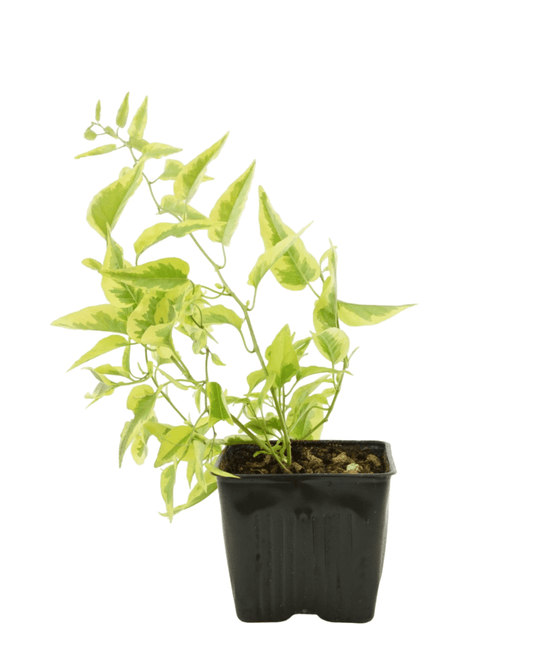 Solanum jasminoides 'Aurea' - The Garden Corner
