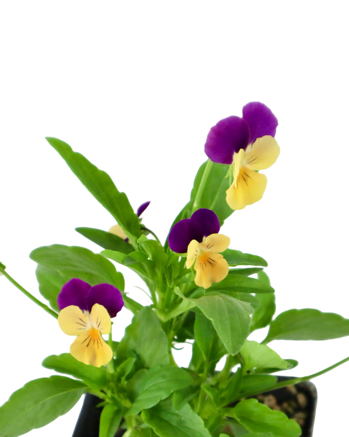 Viola - Seasonal Plant