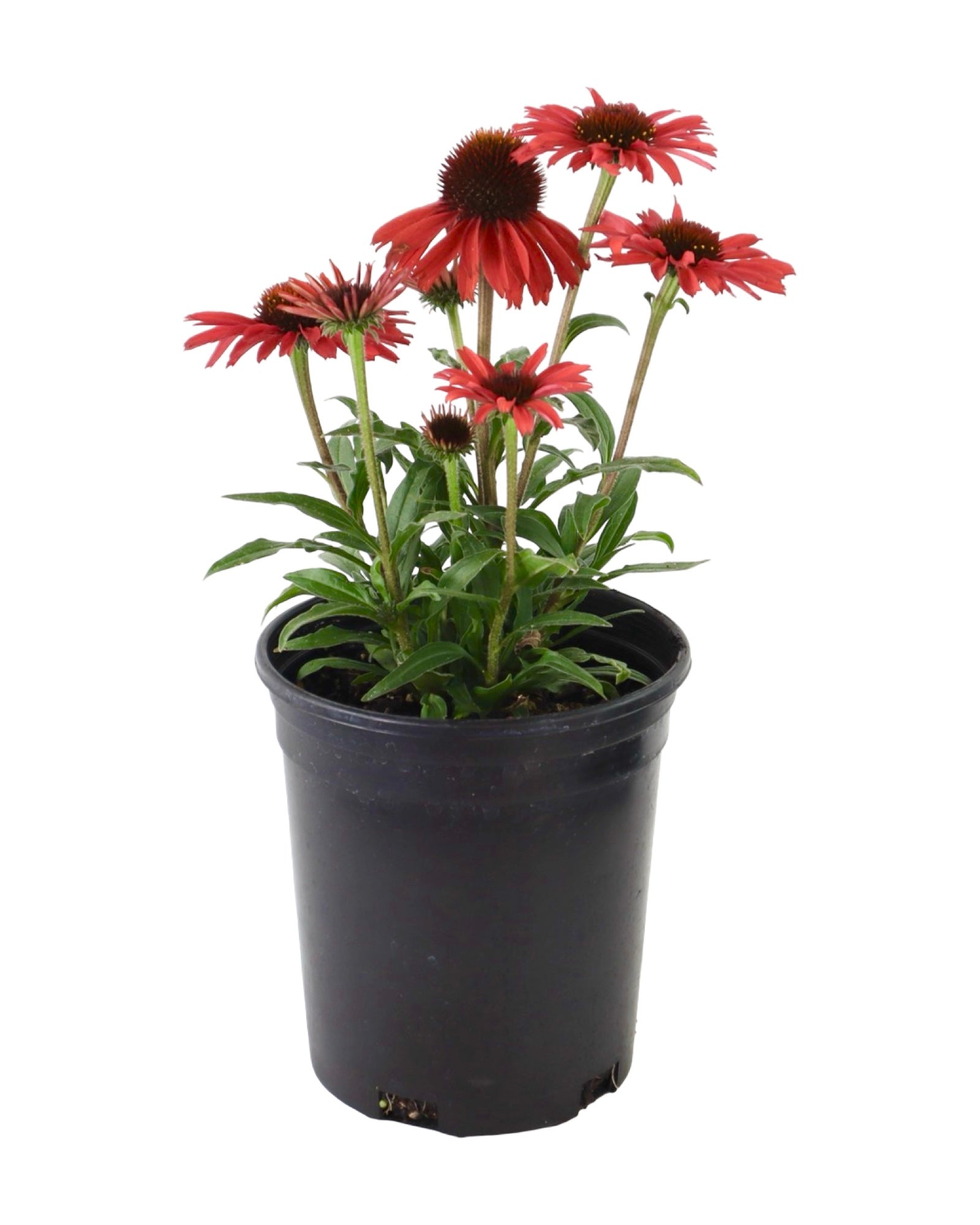 Echinacea 'Prima Ruby' - Perennials