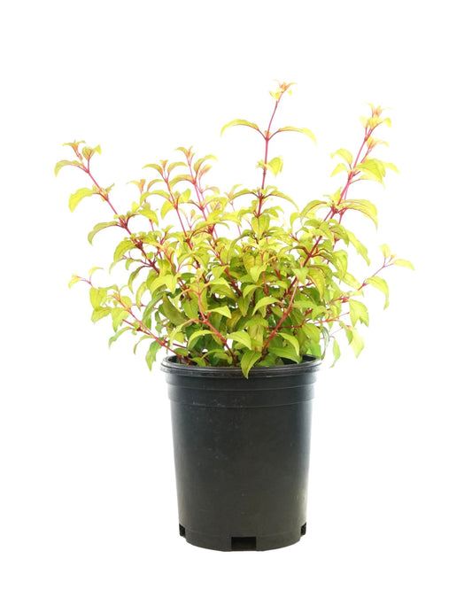 Fuchsia 'Golden Gate' - The Garden Corner