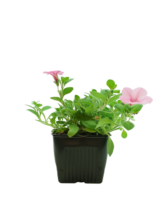 Petunia 'Dekko™ Maxx Pink'
