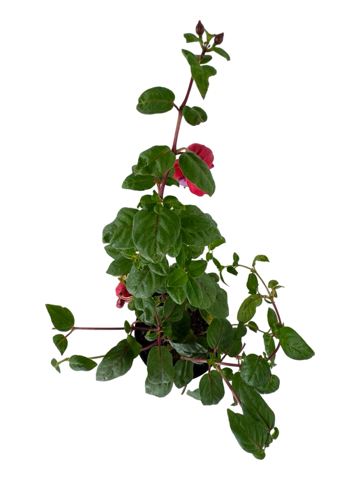 Fuchsia 'Blue Eyes' - Annuals