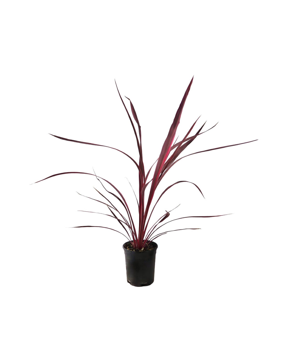 Cordyline banksii 'Electric Pink' - Perennials