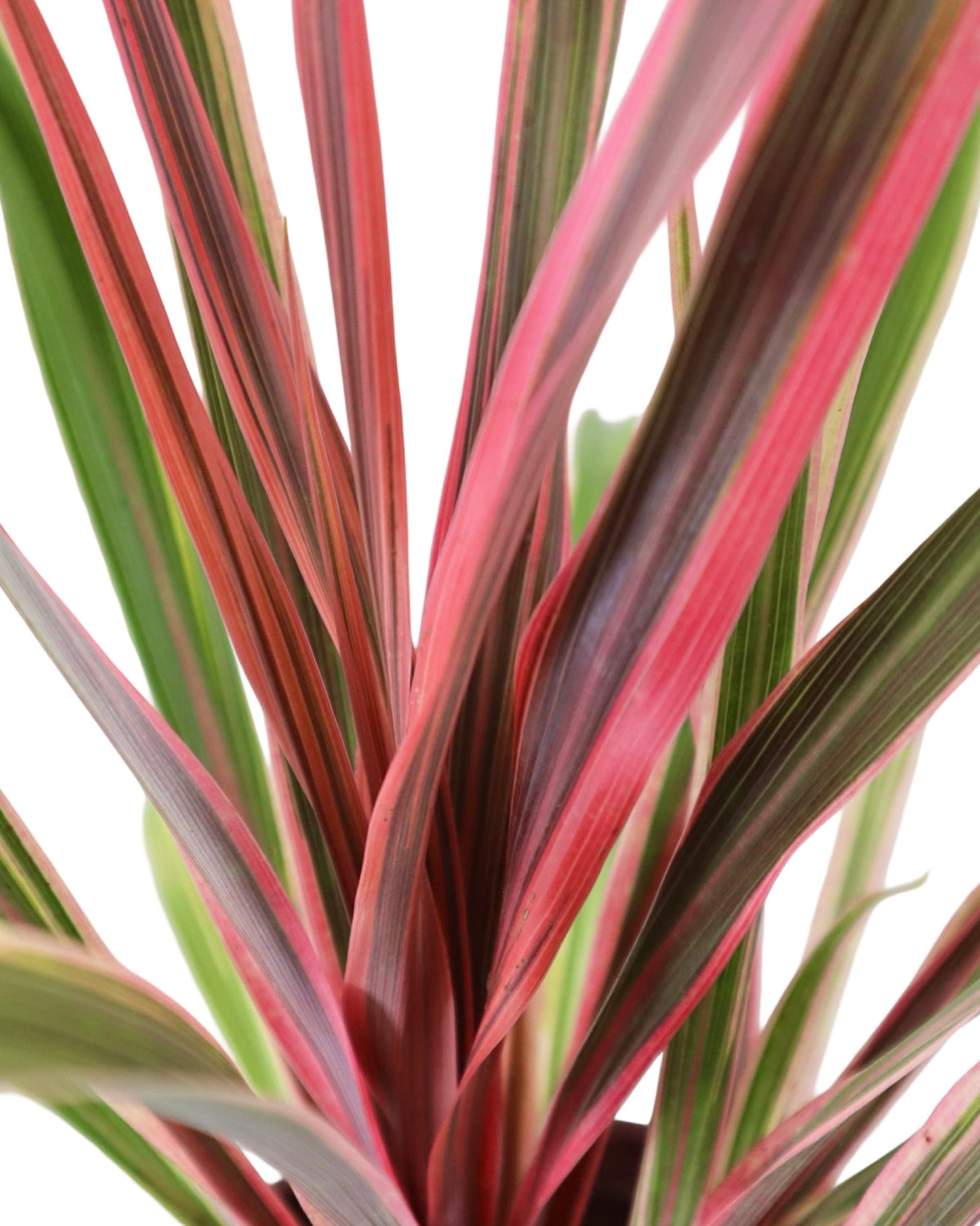Cordyline 'Dancing Can Can' - Perennials