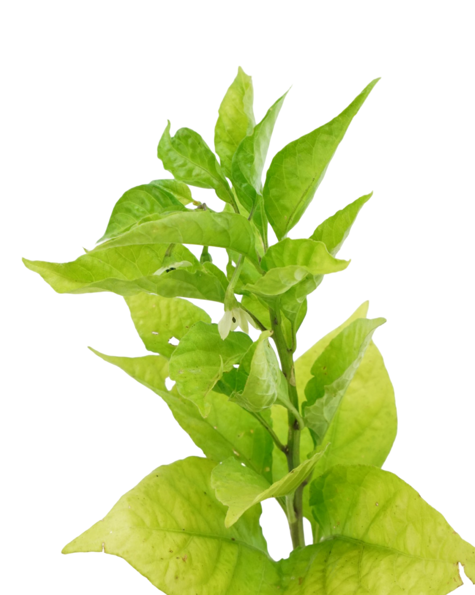 Pepper 'Carolina Reaper' - Herbs and Vegetables