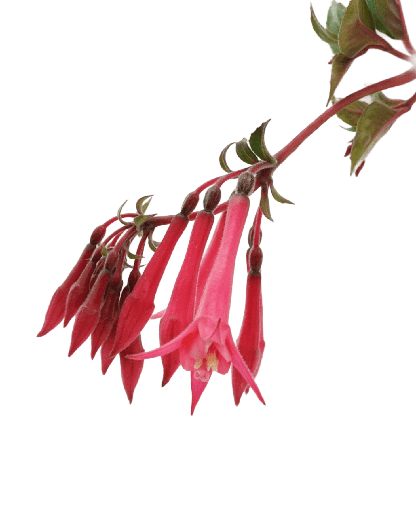 Fuchsia 'Eruption' - The Garden Corner