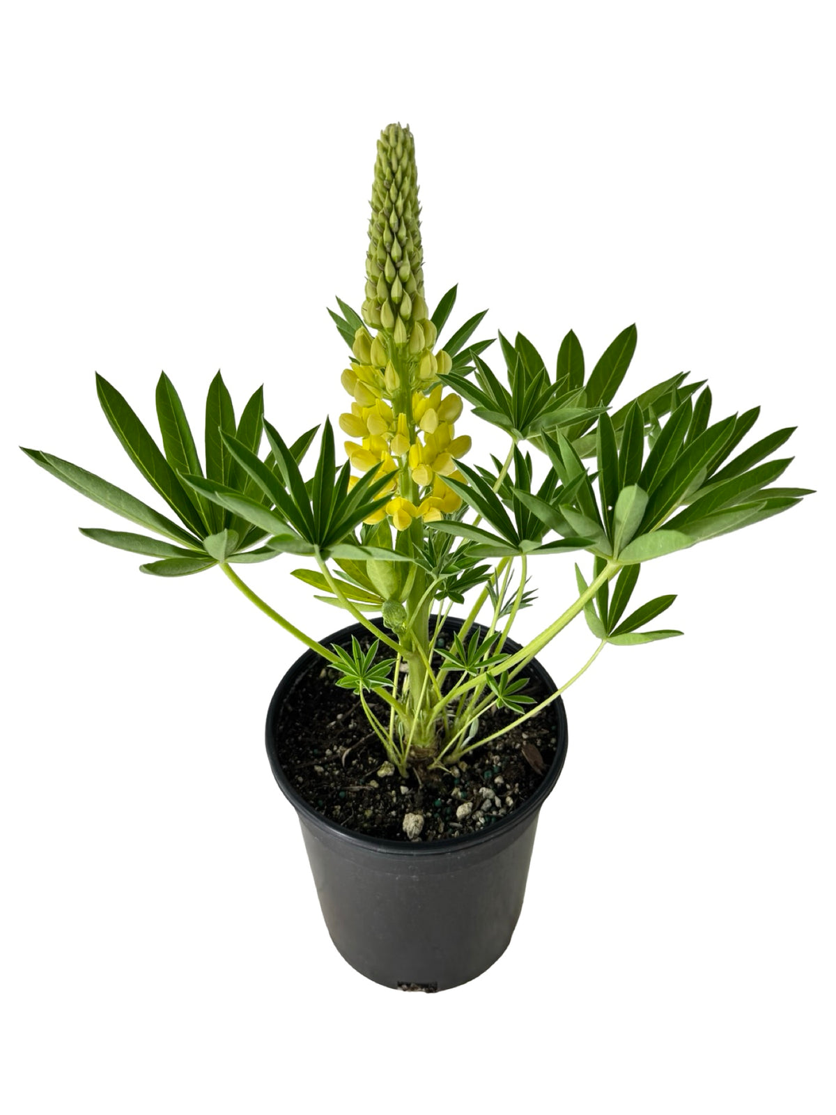Lupinus 'Gallery Yellow' - Perennials