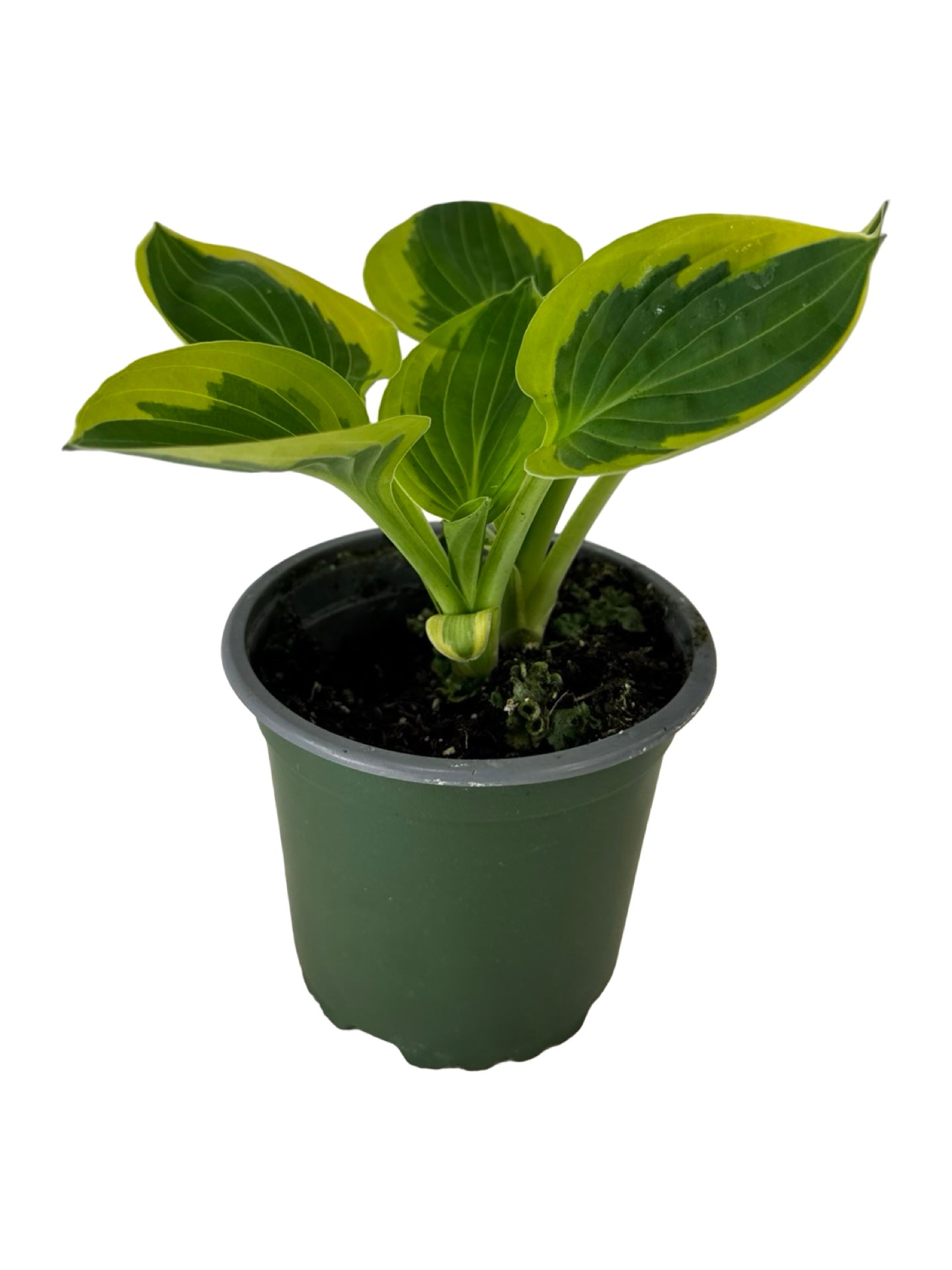 Hosta ‘Brim Cup’ -