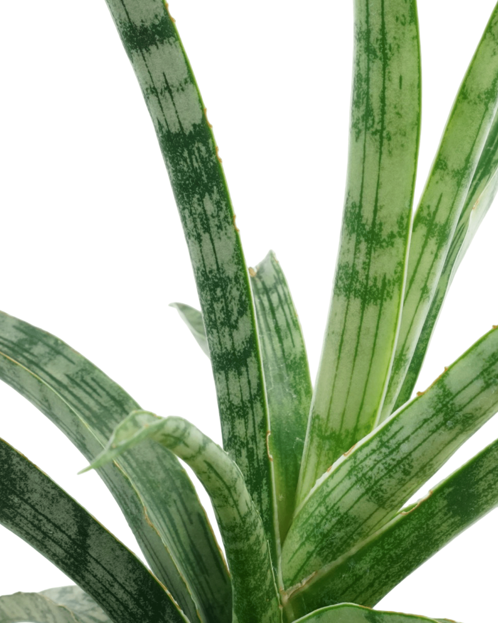 plants of steel sansevieria house plant Sansevieria trifasciata 'Silver Steel' – The Garden Corner