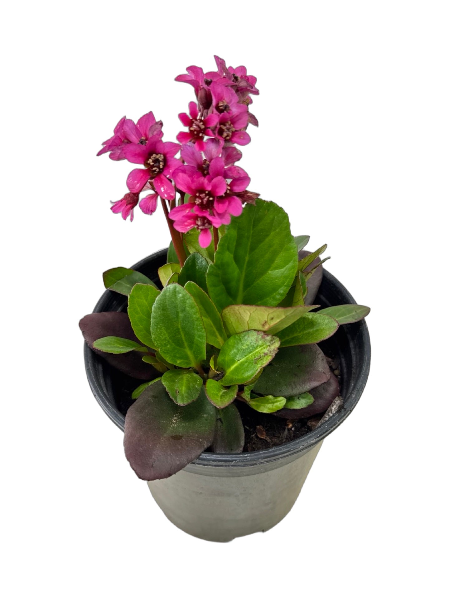 Bergenia Early Brilliance™ 'Magenta' - Perennials
