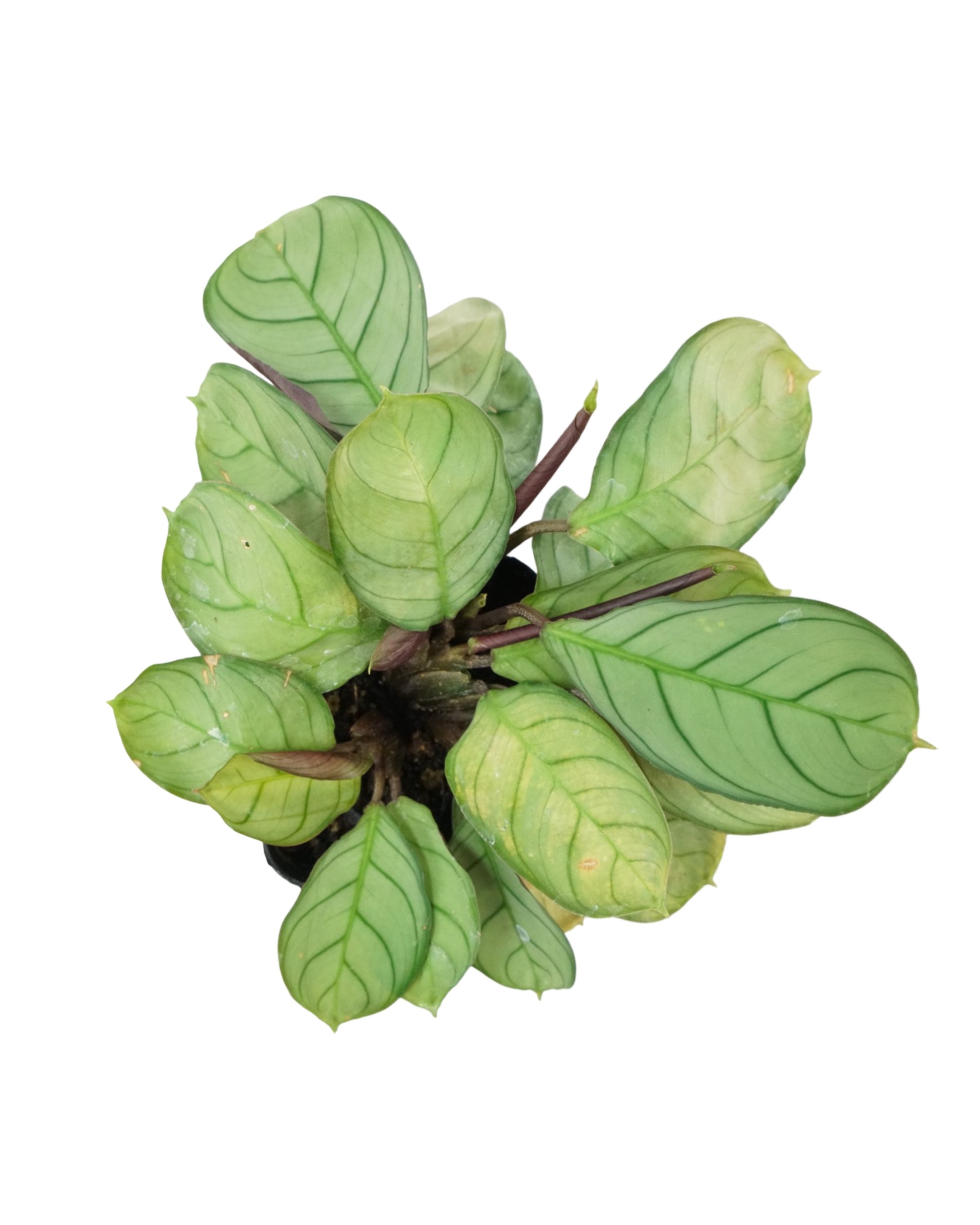 Houseplant Assorted - House Plants