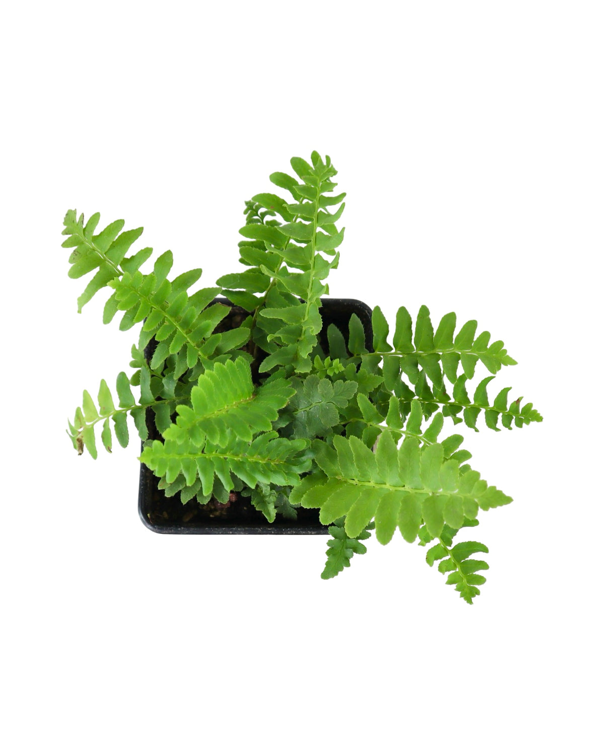 Polystichum acrostichoides - Perennials