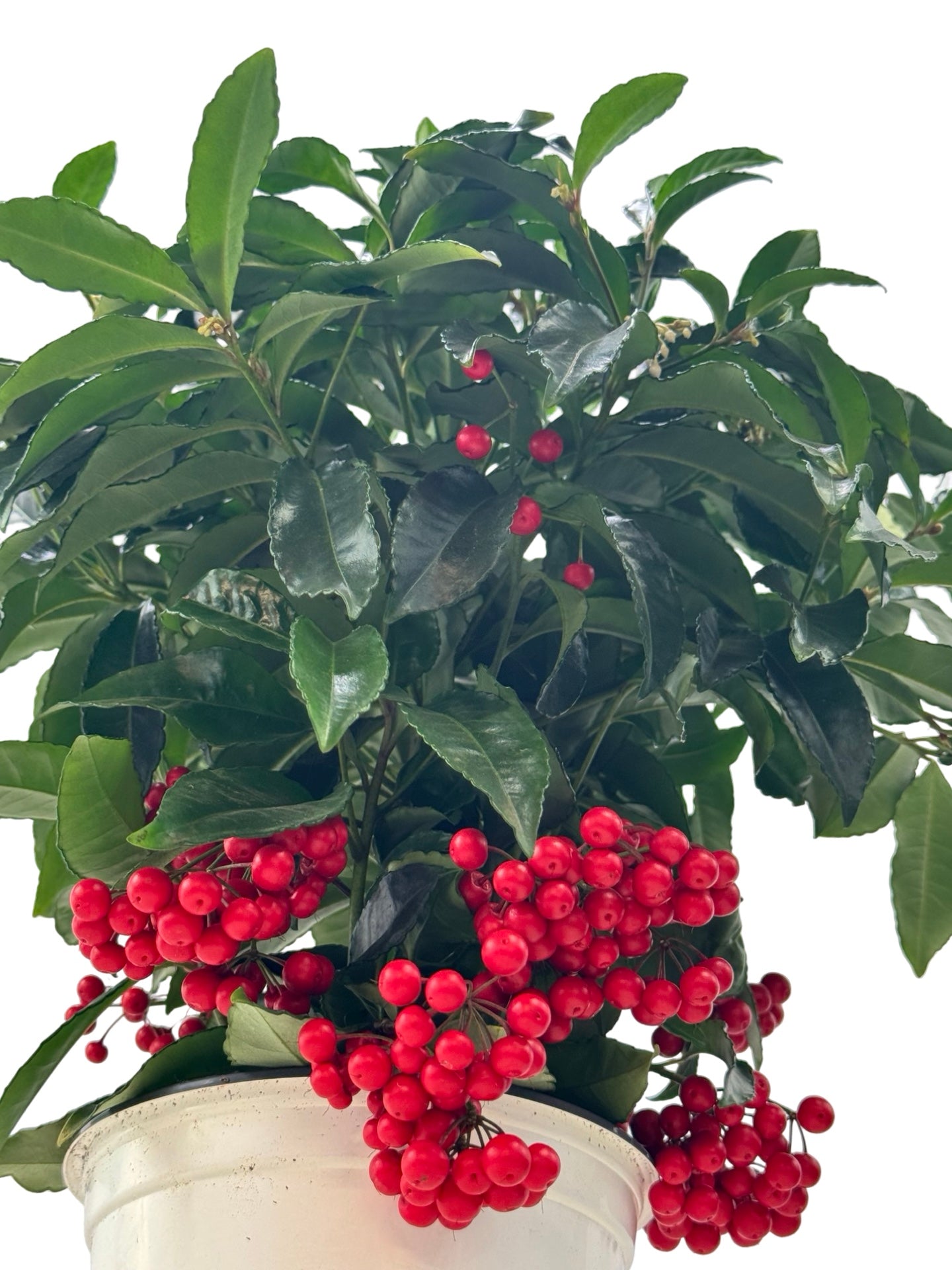 Ardisia crenata - House Plants