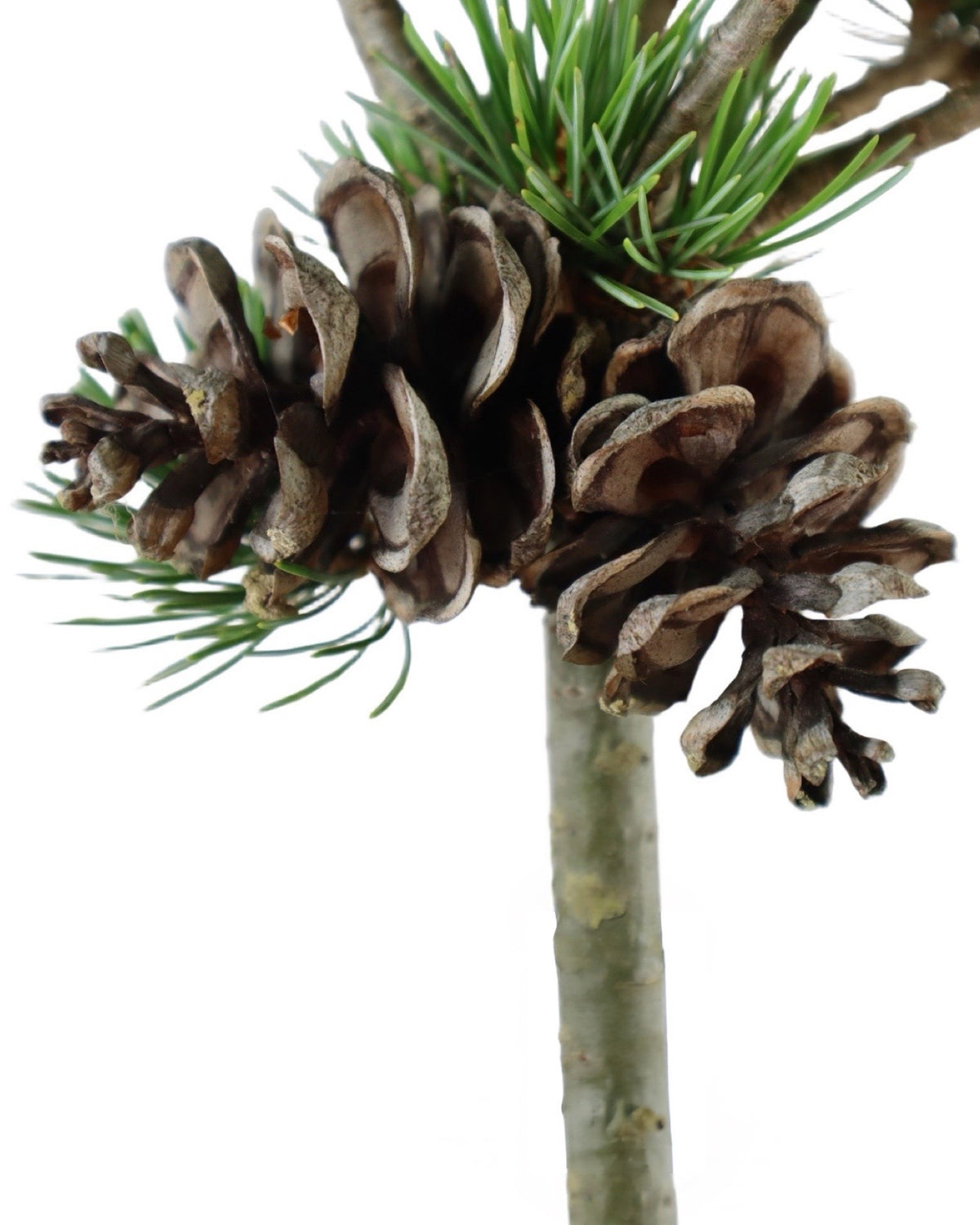 Pinus parviflora 'Aoi' - Trees