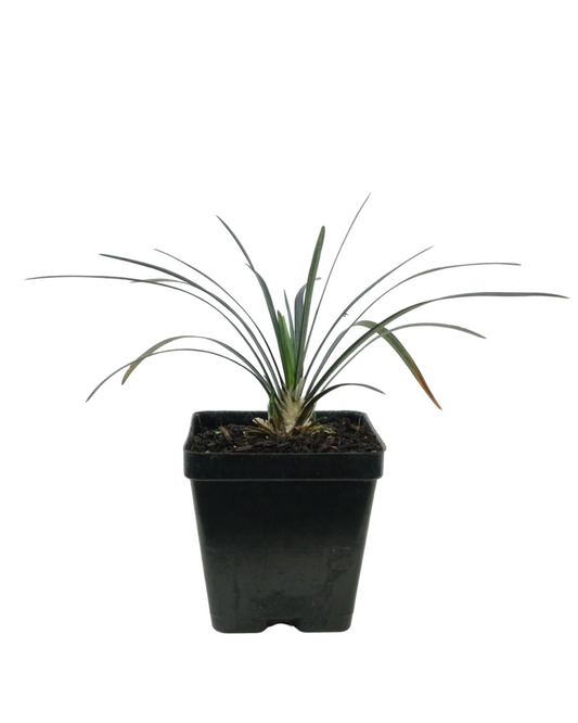 Ophiopogon planiscapus 'Nigrescens'