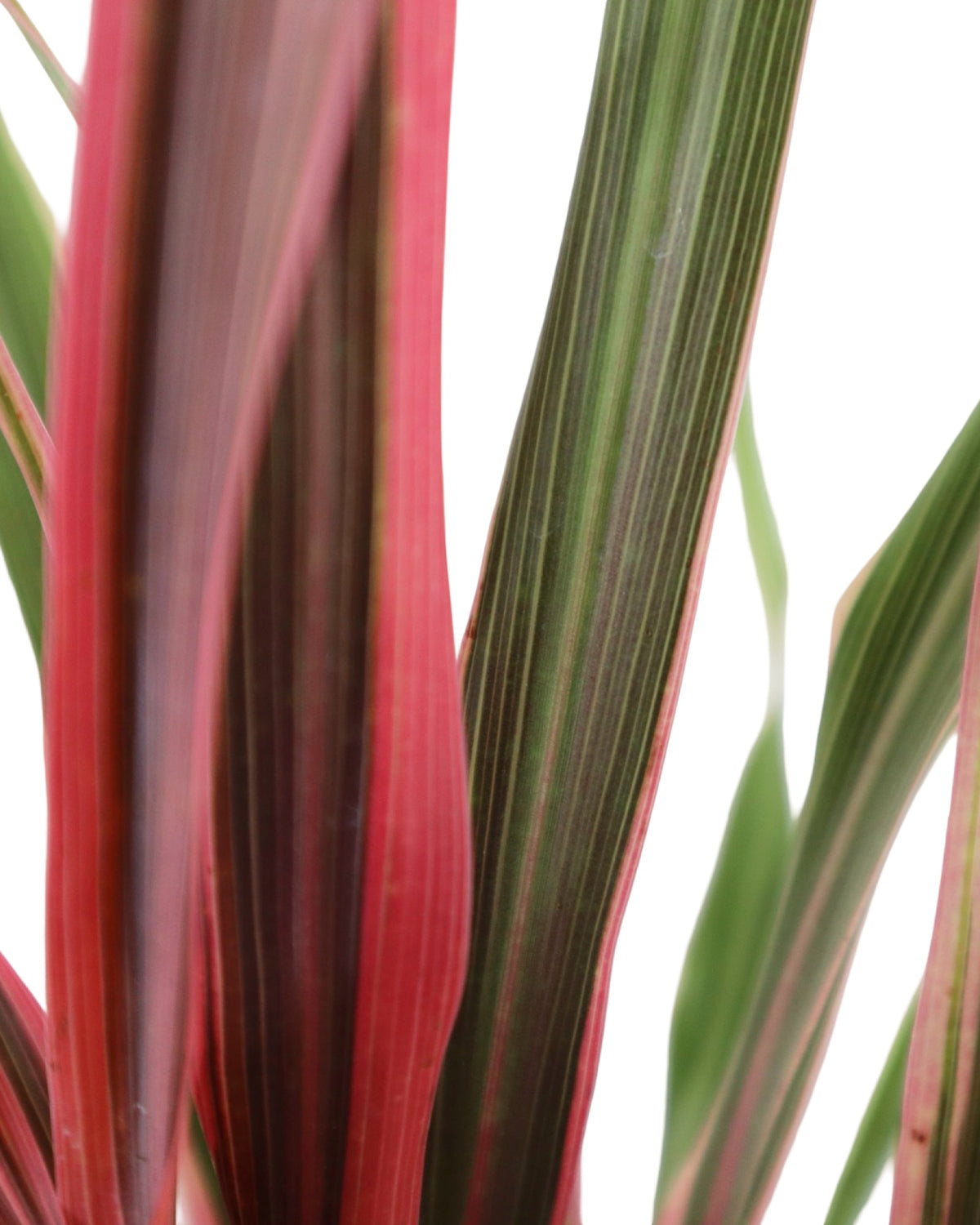 Cordyline 'Dancing Can Can' - Perennials
