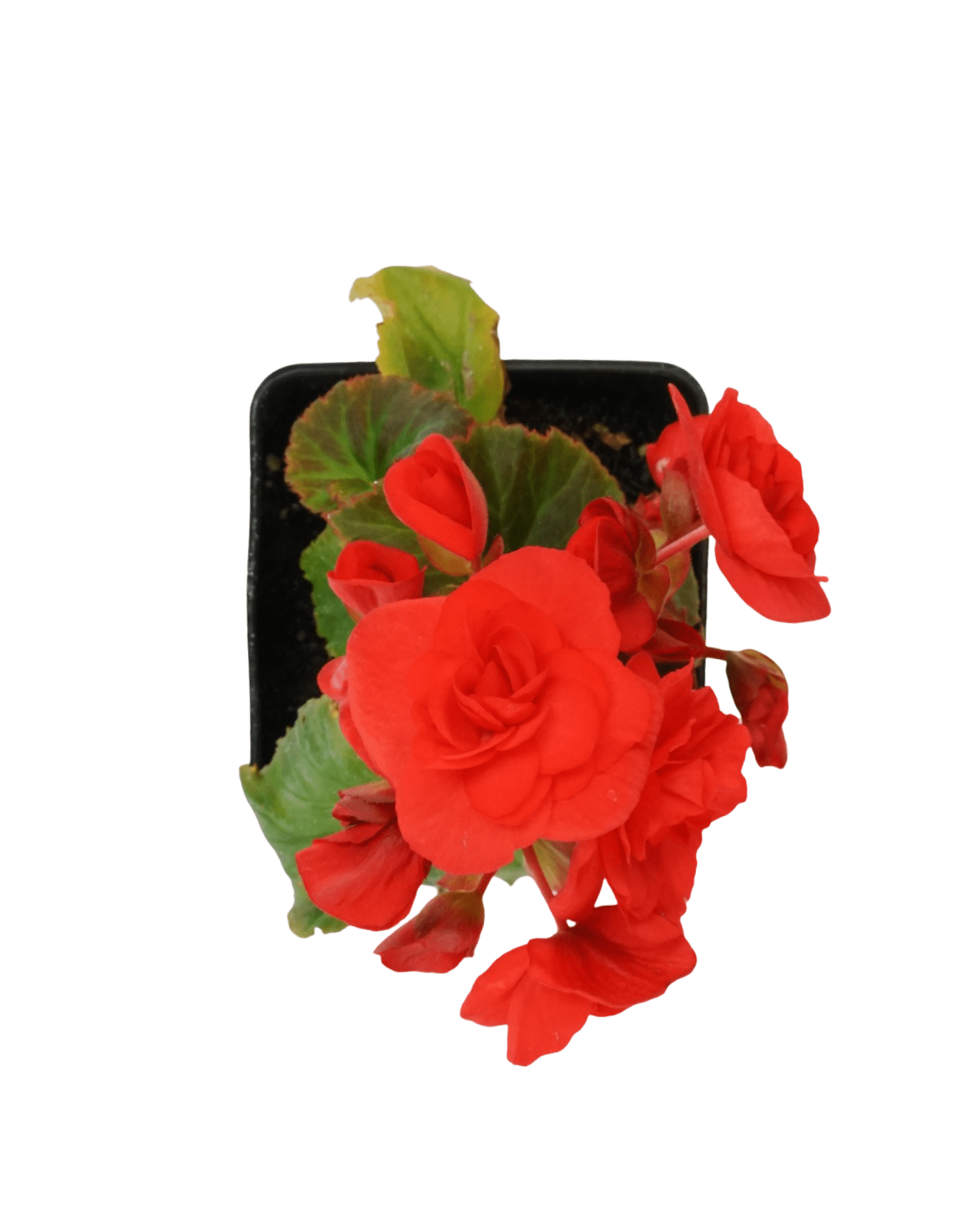 Solar Begonia Red Orange Improved - The Garden Corner