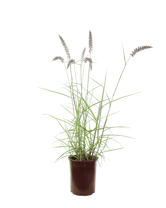 Pennisetum orientale 'Karley Rose' - The Garden Corner