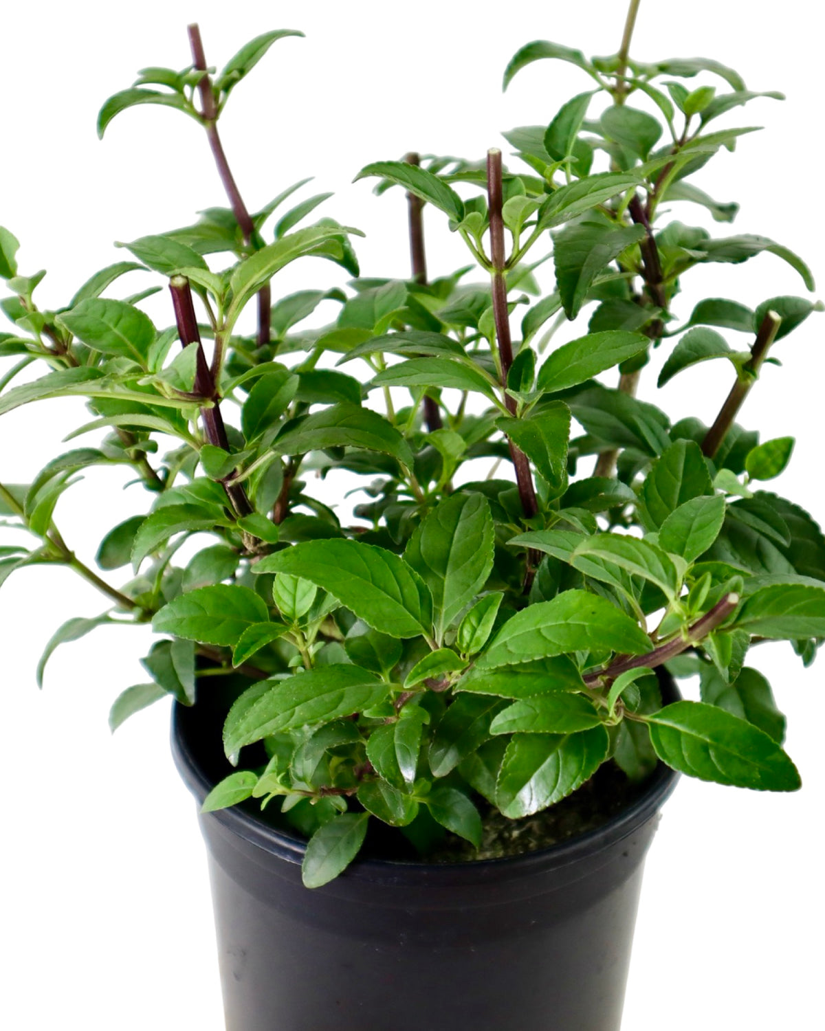 Phygelius COLORBURST™ ‘Deep Red’ - Perennials