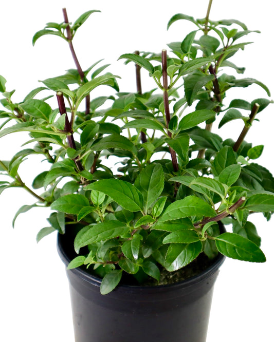 Phygelius COLORBURST™ ‘Deep Red’ - Perennials