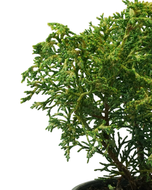 Chamaecyparis obtusa 'Mariesii'