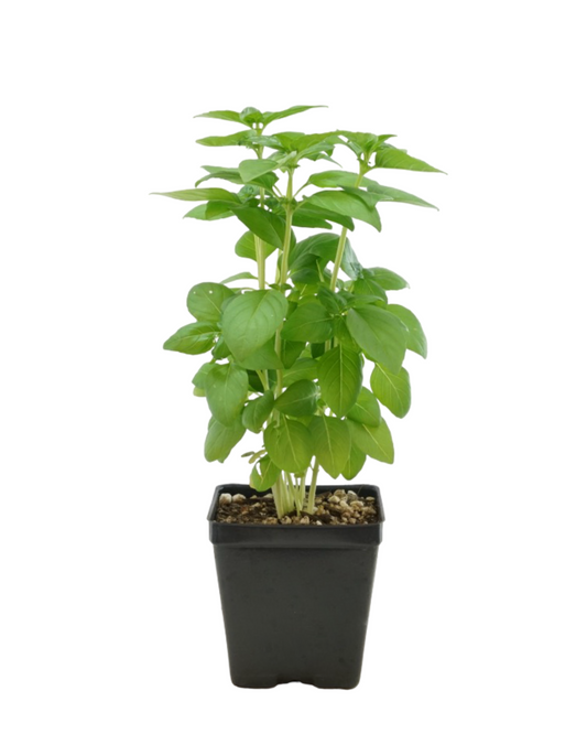 Basil Organic 'Everleaf Emerald Towers'