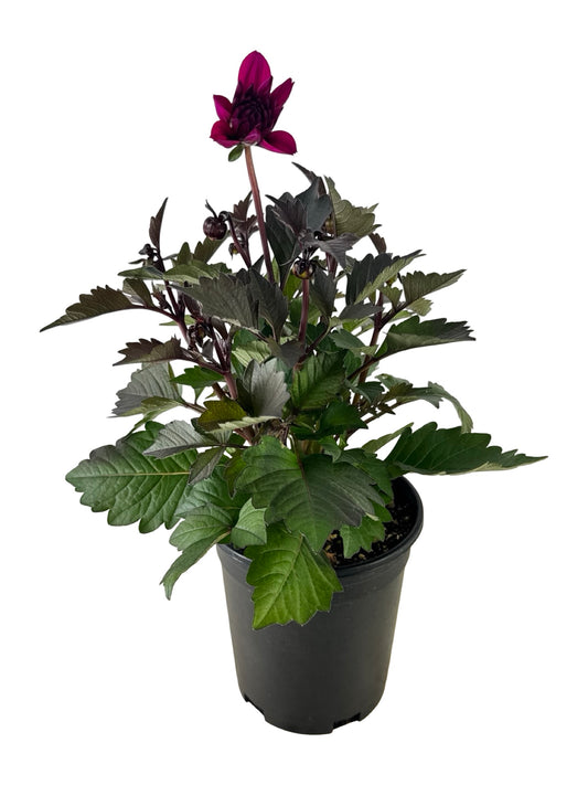 Dahlia 'City Lights™' 'Purple' - Annuals