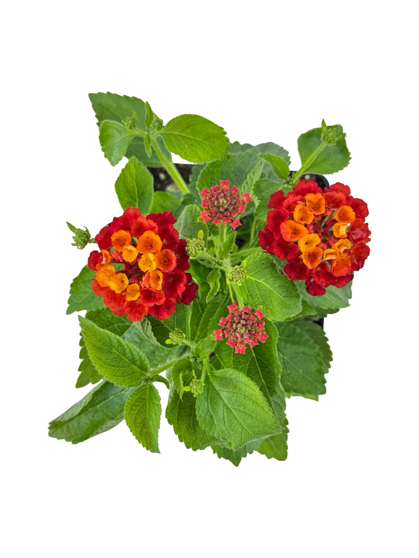 Lantana Hot Blooded® 'Red' - Annuals