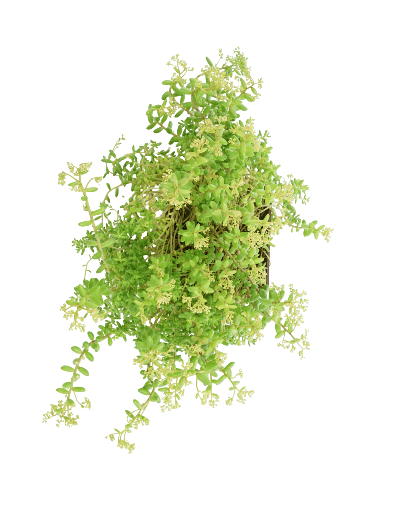 Sedum album 'Green Ice' - The Garden Corner