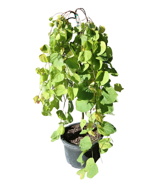 Cercis canadensis Golden Falls® - Trees