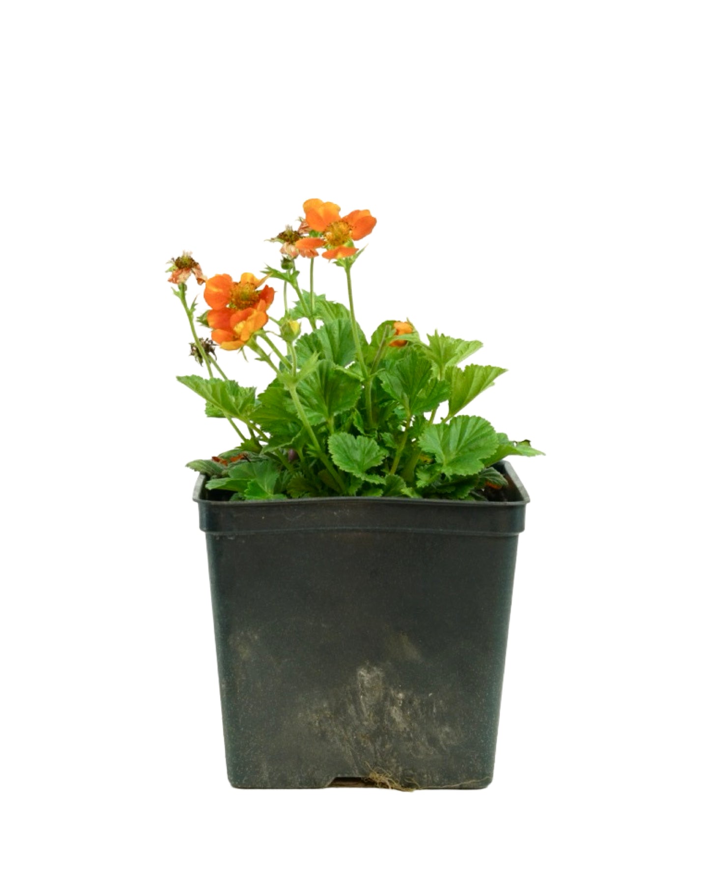 Geum coccineum 'Koi'