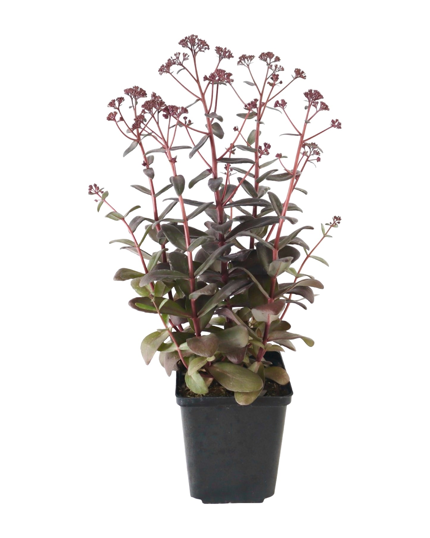 Sedum 'Desert Black' - Perennials