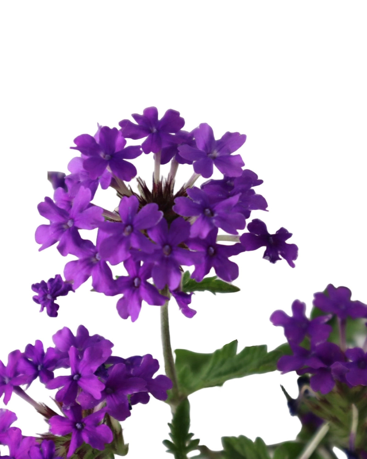 Verbena 'Homestead Purple' - Perennials