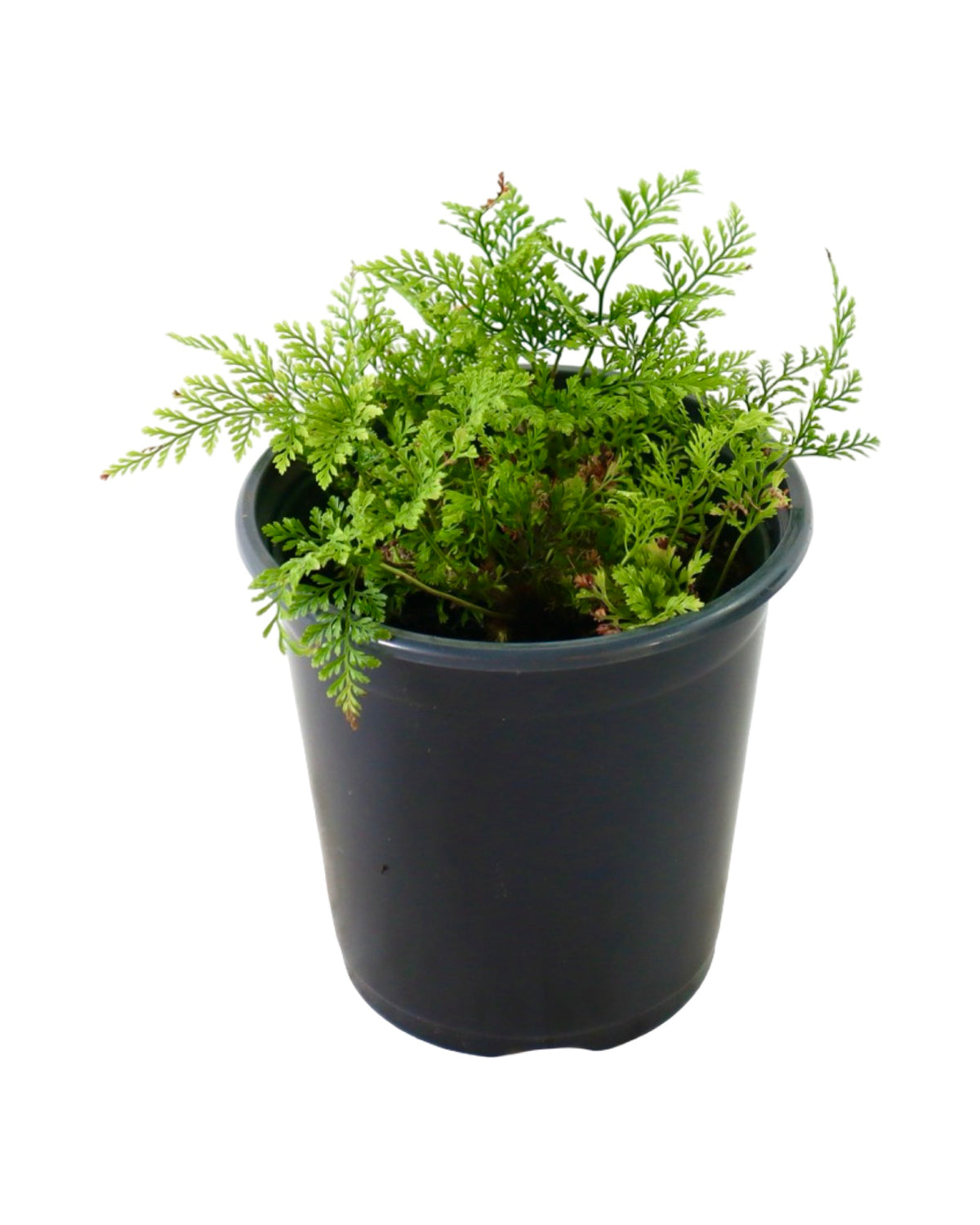 Davallia tyermannii - House Plants