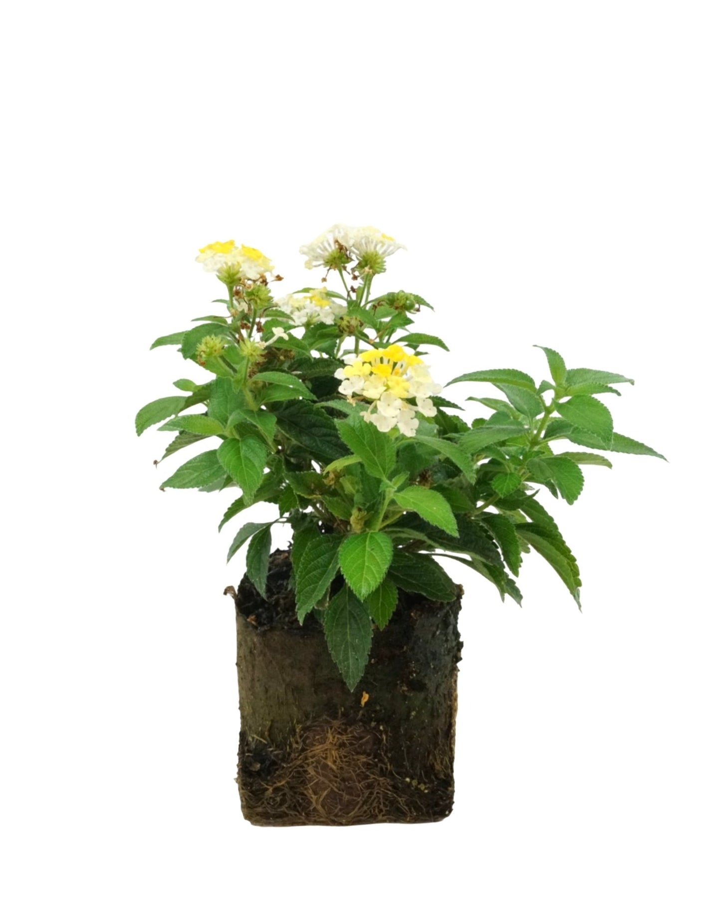 Lantana 'Bandana Lemon Zest' - The Garden Corner