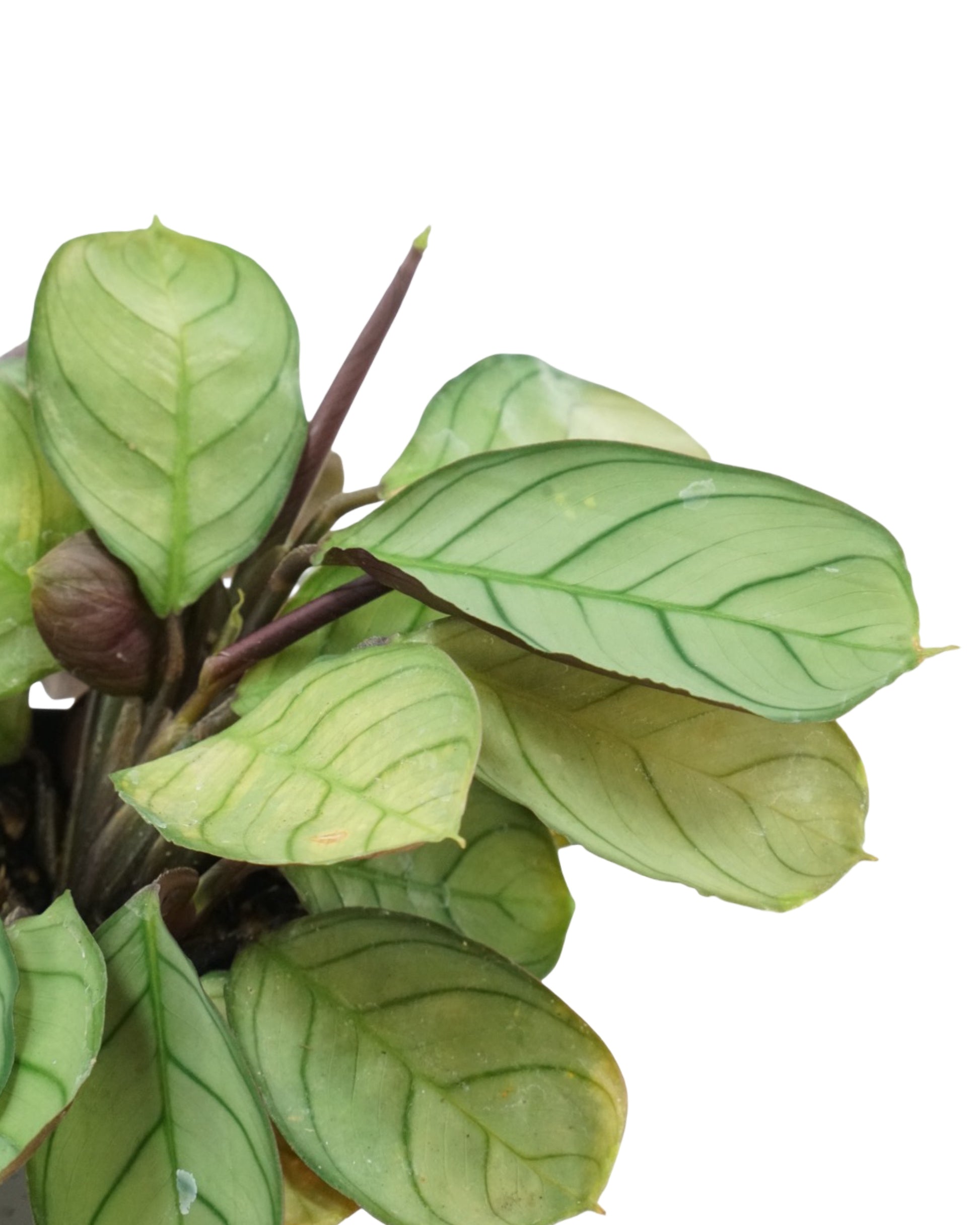 Houseplant Assorted - House Plants