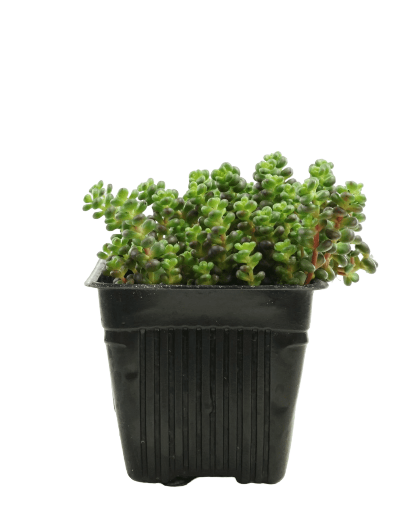 Sedum divergens (Old Man's Bones) - The Garden Corner