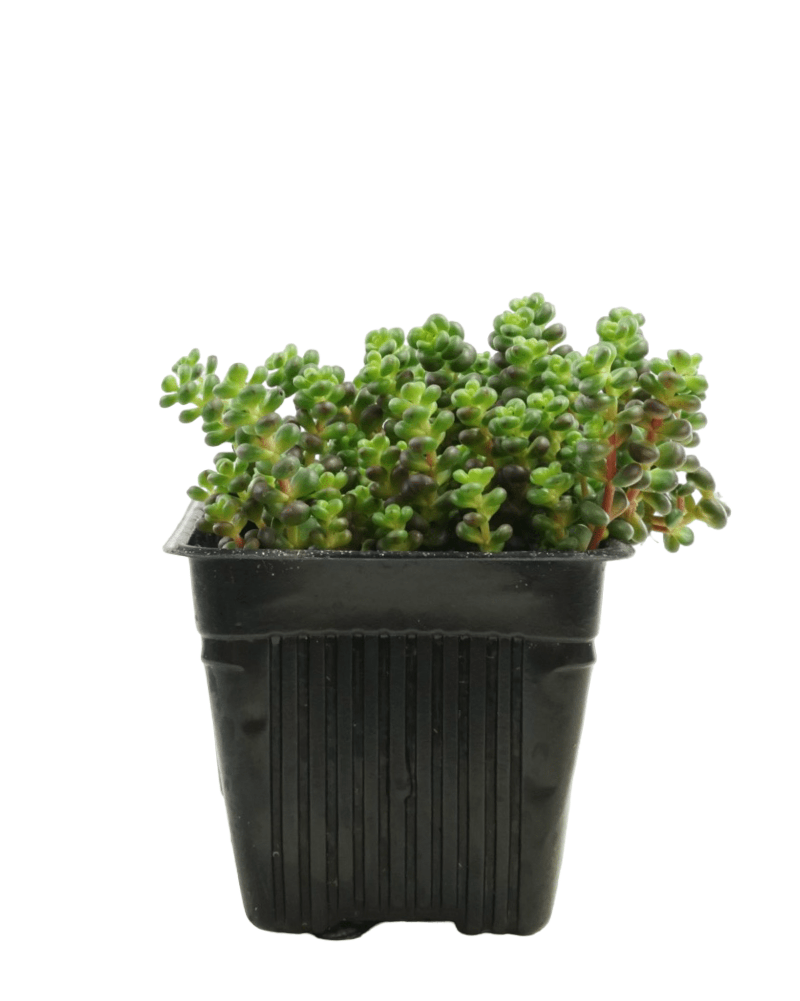 Sedum divergens (Old Man's Bones) - The Garden Corner