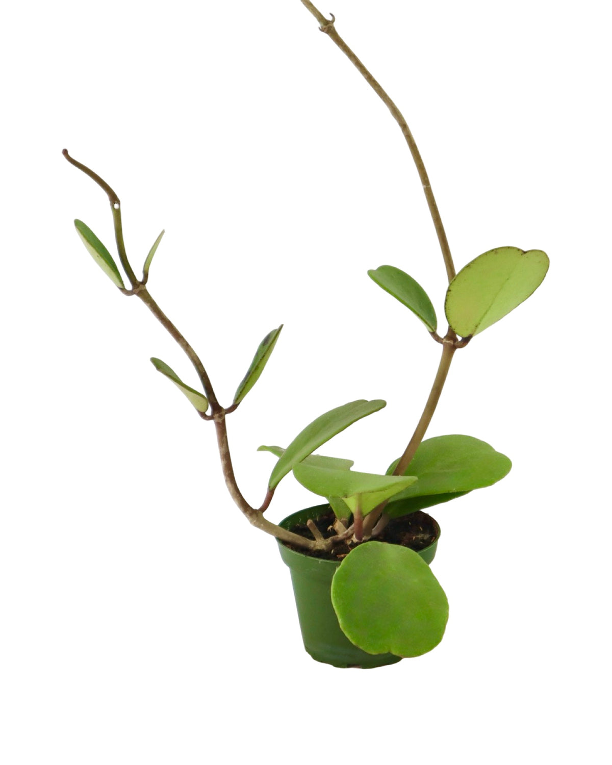 Hoya kerrii - House Plants
