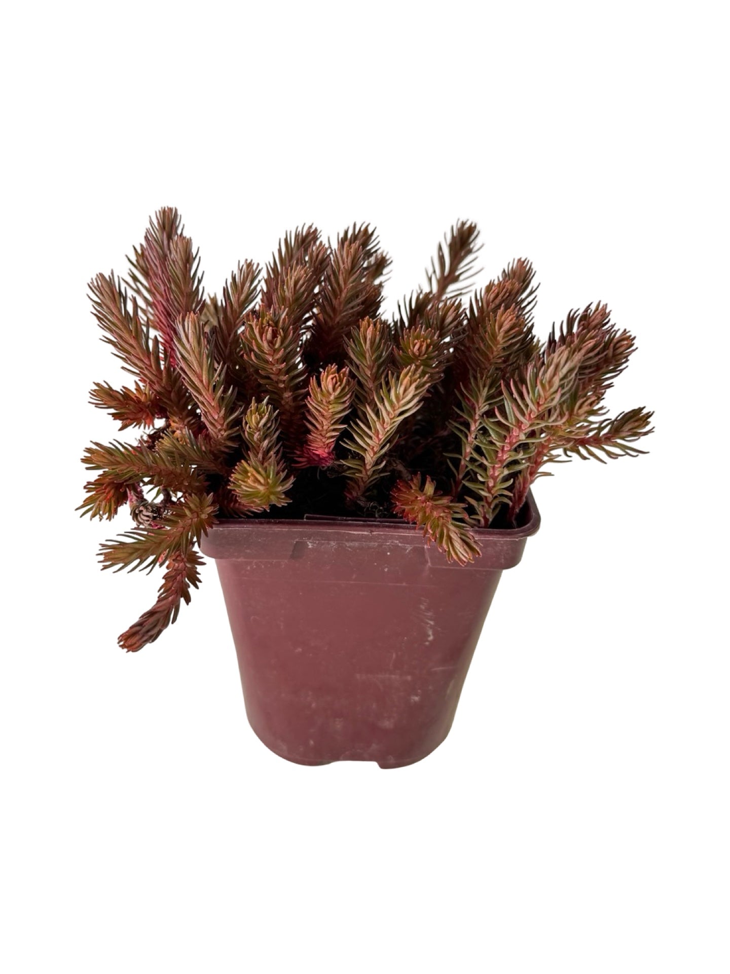 Sedum hakonense 'Chocolate Ball' - Perennials